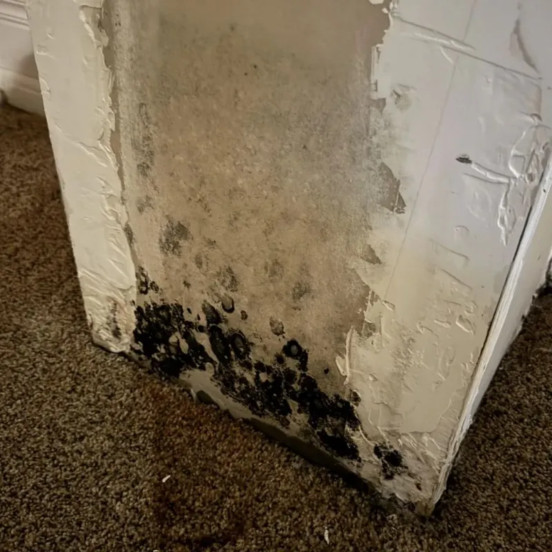 Professional Mold Removal in Charleston, MS